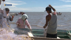 Esta semana definen fecha de la veda del camarón