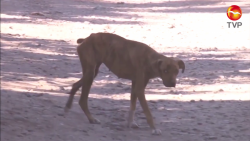 Repuntan casos de maltrato animal en Mazatlán