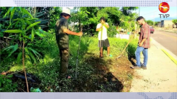 Ponen el ejemplo arborizando Mazatlán