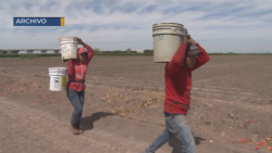 Se preparan los campos agrícolas para ofrecer educación en escuelas con estrictas medidas