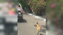 Indigna a rescatista maltrato animal y manejo de caso