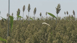 Luchará Sinaloa para que se apoye a productores de sorgo