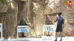 Afirma que despidos en Acuario Mazatlán eran inevitables