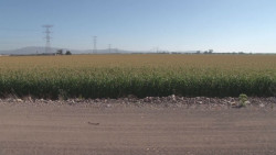 Agricultura comercial sin recursos del presupuesto federal 2021
