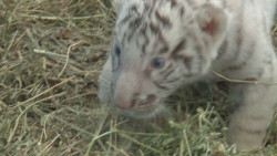 Presentan a un nuevo integrante del zoológico un tigre blanco