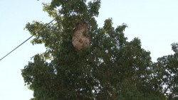 Abejas matan a mujer en SIRM; deja a dos hijos en la horfandad