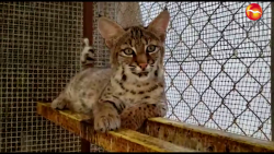 Se recuperan linces rojas decomisados en Aeropuerto de Mazatlán