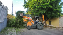 Retiran árbol que se cayó el pasado 15 de septiembre