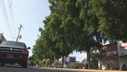 Piden que poden árbol que pega a los cables