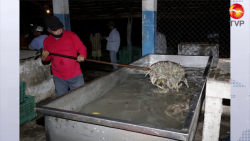 Llegan a más de 673 toneladas de camarón en esteros sinaloenses