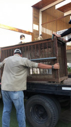 Apoya el zoológico de Culiacán en decomisos  a PROFEPA