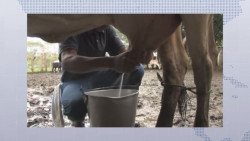 Productores de leche denuncian irregularidades
