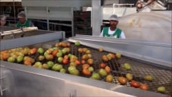 Tras pandemia de Covid 19, preven buen ciclo de producción de tomate