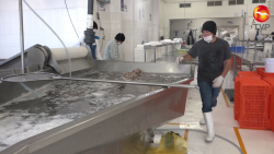 Se recupera el empleo en Mazatlán