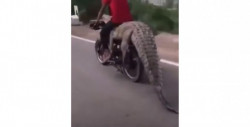 Indignante video de sinaloenses que cazan caimán y se lo llevan en motocicleta
