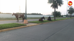 Caballos sueltos en Hacienda del Seminario