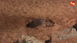 Desovan tortugas en Olas Altas