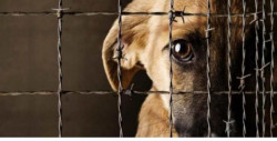 Proponen 5 años de cárcel por maltrato animal y también sancionar la difusión de sus videos