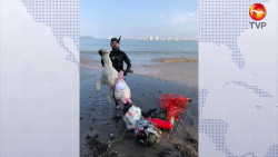 Emerge oso polar de las aguas cálidas de Mazatlán