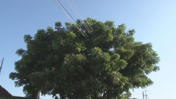 Árbol alcanza los cables de alta tensión