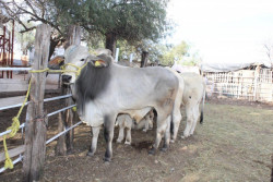 Feria Ganadera se pospone hasta marzo
