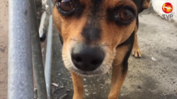 Inquieta aumento de hacinamiento de mascotas en Mazatlán