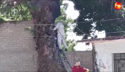 Abejas atacan en Escuinapa
