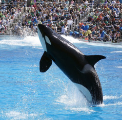 Activista disfrazada de orca pide al Seaquarium de Miami que liberen a Lolita