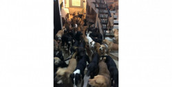Joven recogió y cuidó a 300 perros callejeros para que no sufrieran el azote del huracán "Delta"