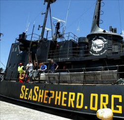 Barco de Sea Shepherd regresa a labores para salvar vaquita marina en México