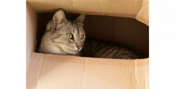Chica de 17 años apuñala a su novio de 24 porque intentó matar a su gato