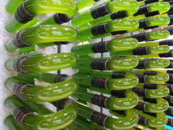 Microalgas, la materia prima del futuro