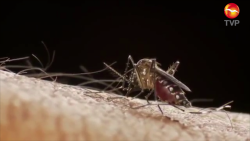 Aumentan casos de Dengue en la región