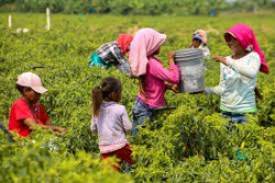 Exhortan a cumplir con el derecho de aprender de niñas y niños jornaleros migrantes