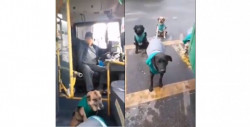 Video: esta central camionera ha "contratado" perritos callejeros