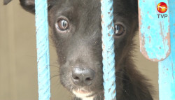 Aumentan casos de animales en situación de calle, abandono y maltrato en Mazatlán