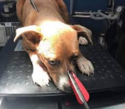Ven retraso en la cultura social, tras agresión a perro en Culiacán