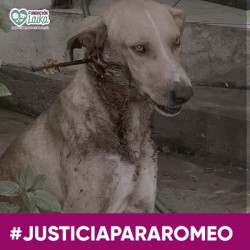 Justicia para Romeo, perrito agredido con una flecha
