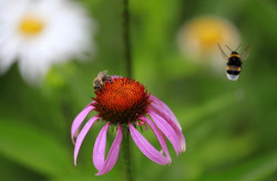 Los insectos son esenciales para nuestra calidad de vida, según expertos