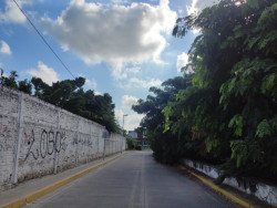 Árboles crecidos y mangle, invaden Avenida Fresnos en el Fraccionamiento Jacarandas