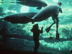 Acuario dominicano prepara a tres manatíes para vivir en libertad