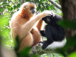 Gibones, los primates más amenazados