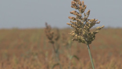 Sinaloa con gran oportunidad de venta de sorgo a China dice SEDECO