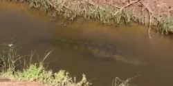 Vecinos del Bule en Ahome captan un cocodrilo en un canal de riego