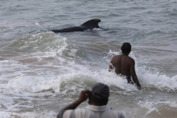 Sri Lanka salva a 120 ballenas varadas con la ayuda de cientos de voluntarios