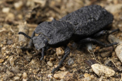 El insecto (casi) indestructible