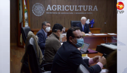 Crece balanza comercial agropecuaria y pesquera en el tercer trimestre de 2020: SADER