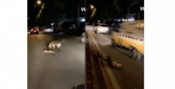 Graban el triste momento en el que un perro intenta revivir a un gato atropellado