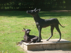 Xoloitzcuintle una especie canina endémica de México