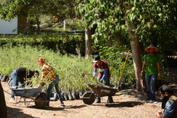 Recibe Parque Sinaloa más de 2 mil arboles